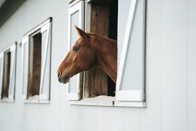 Horse in stable